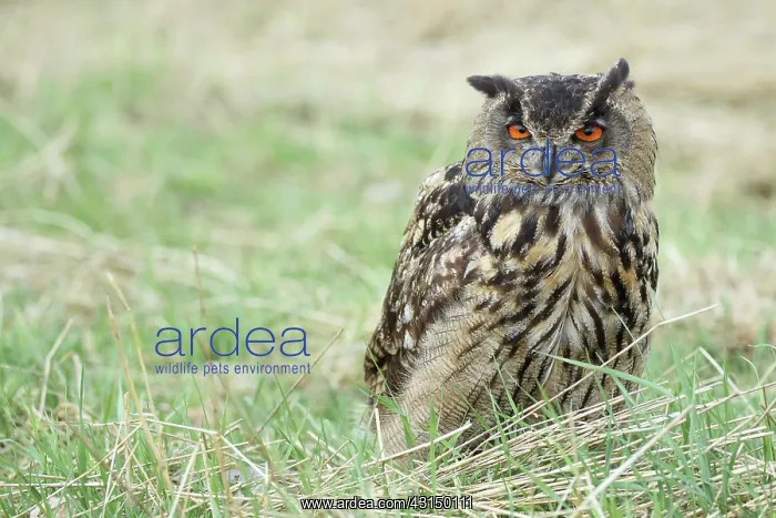 : Eurasian Eagle Owl : Eurasian Eagle Owl