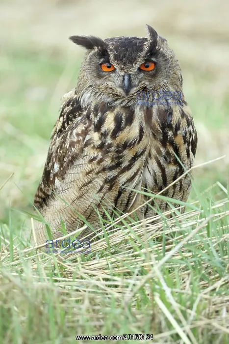 : Eurasian Eagle Owl : Eurasian Eagle Owl