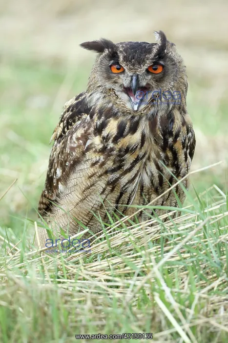 : Eurasian Eagle Owl : Eurasian Eagle Owl