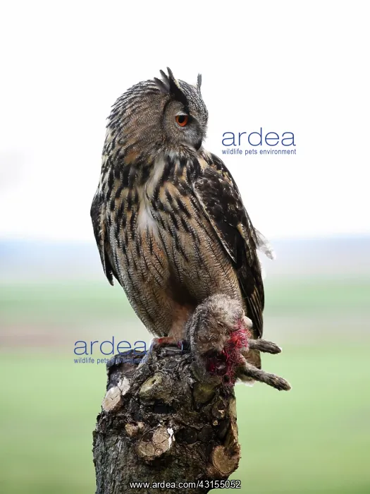 : Eurasian Eagle Owl : Eurasian Eagle Owl