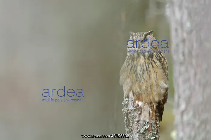 : Eurasian Eagle Owl : Eurasian Eagle Owl