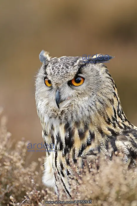 : Eurasian Eagle Owl : Eurasian Eagle Owl