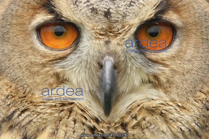 : Eurasian Eagle Owl : Eurasian Eagle Owl