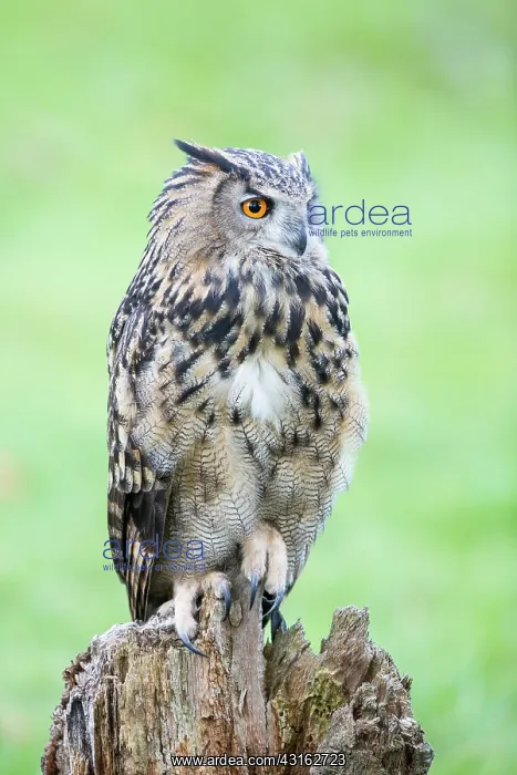: Eurasian Eagle Owl : Eurasian Eagle Owl