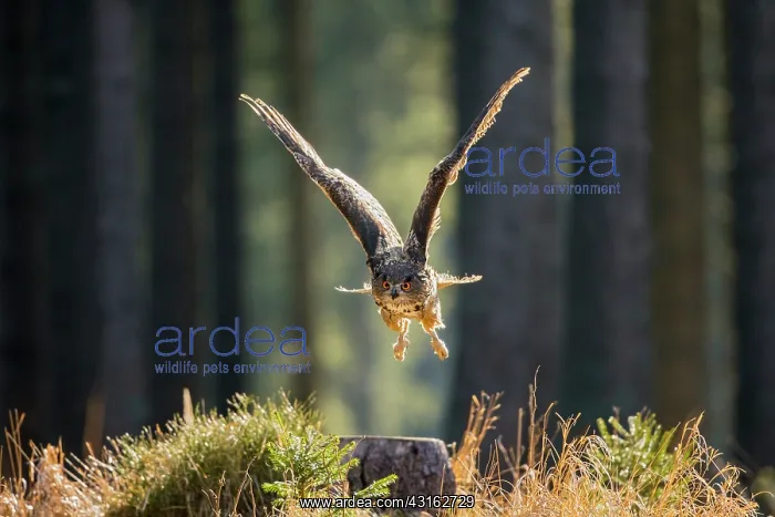 : Eurasian Eagle Owl : Eurasian Eagle Owl