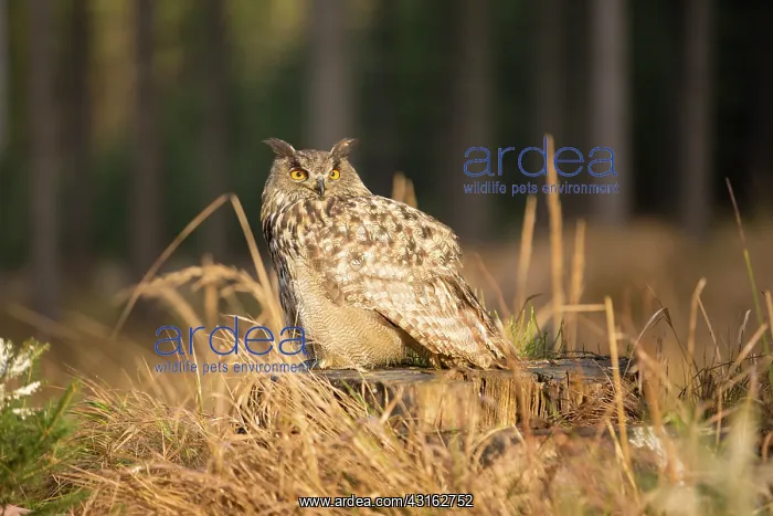 : Eurasian Eagle Owl : Eurasian Eagle Owl