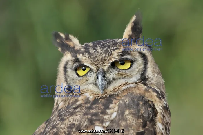 : Eurasian Eagle Owl