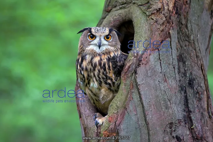 : Eurasian Eagle Owl : Eurasian Eagle Owl