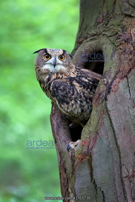 : Eurasian Eagle Owl : Eurasian Eagle Owl