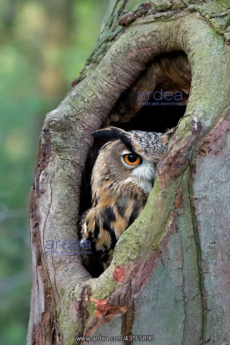 : Eurasian Eagle Owl : Eurasian Eagle Owl