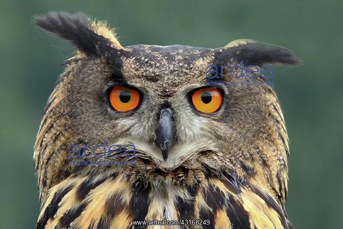 : Eurasian Eagle Owl : Eurasian Eagle Owl
