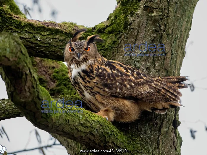 : Eurasian Eagle Owl : Eurasian Eagle Owl