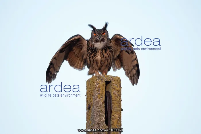: Eurasian Eagle Owl : Eurasian Eagle Owl