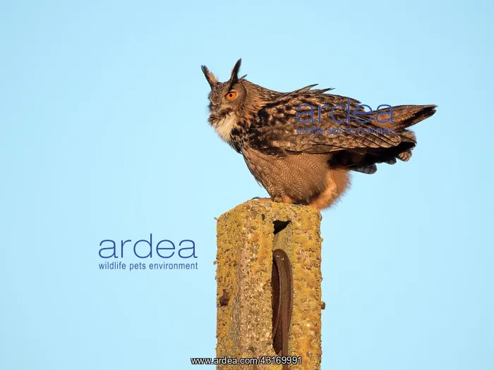 : Eurasian Eagle Owl : Eurasian Eagle Owl