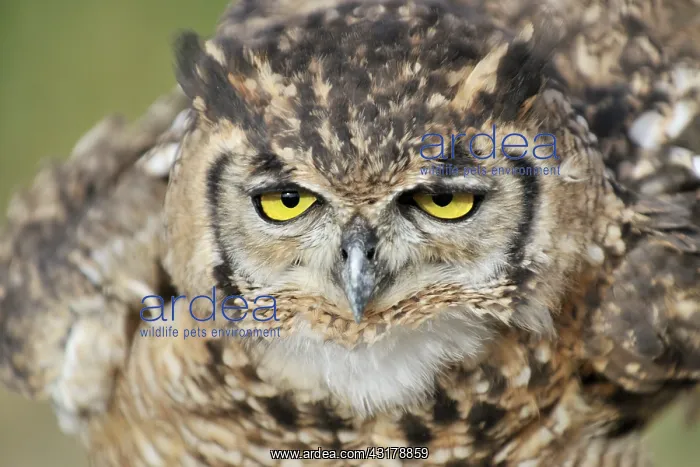 : Eurasian Eagle Owl : Eurasian Eagle Owl