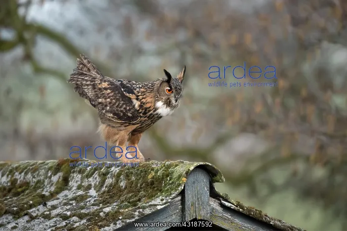: Eurasian Eagle Owl : Eurasian Eagle Owl
