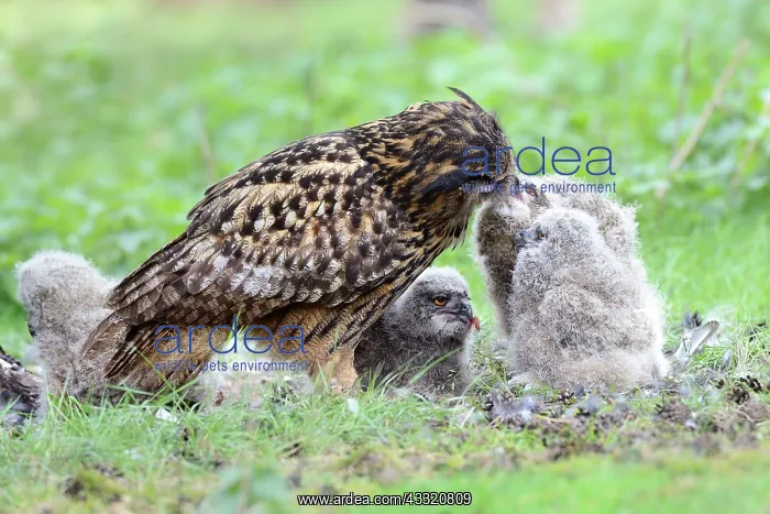 : Eurasian Eagle Owl : Eurasian Eagle Owl
