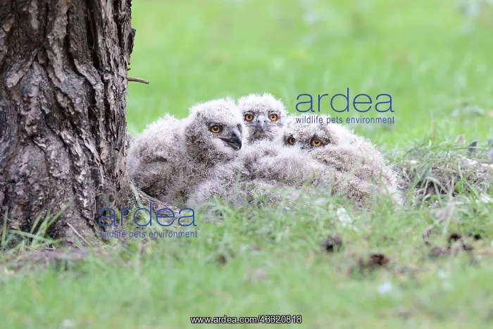 : Eurasian Eagle Owl : Eurasian Eagle Owl