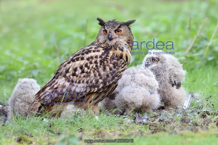 : Eurasian Eagle Owl : Eurasian Eagle Owl