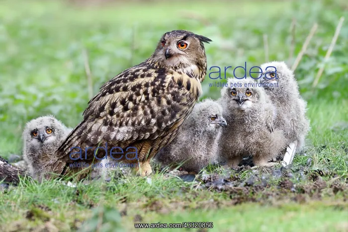 : Eurasian Eagle Owl : Eurasian Eagle Owl