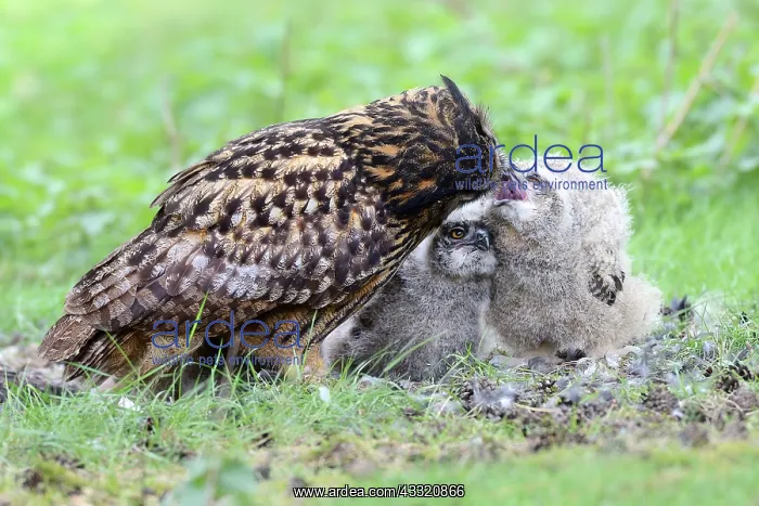 : Eurasian Eagle Owl : Eurasian Eagle Owl