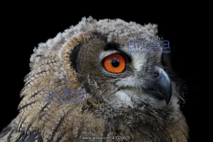 : Eurasian Eagle Owl : Eurasian Eagle Owl