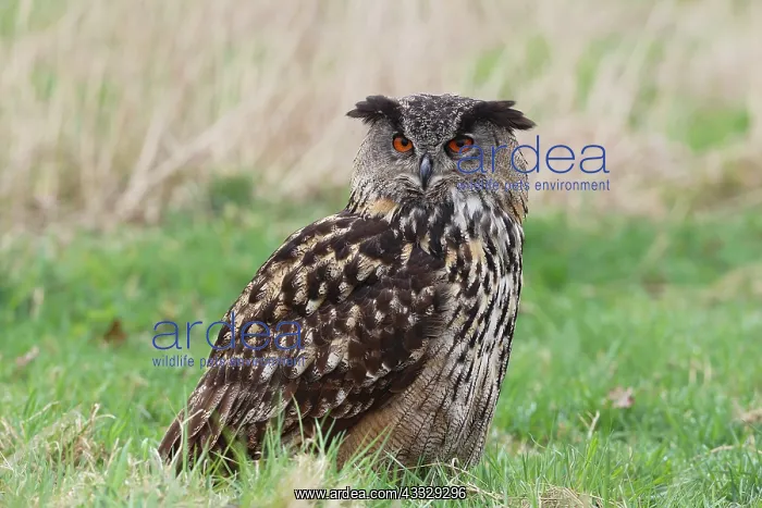 : Eurasian Eagle Owl : Eurasian Eagle Owl
