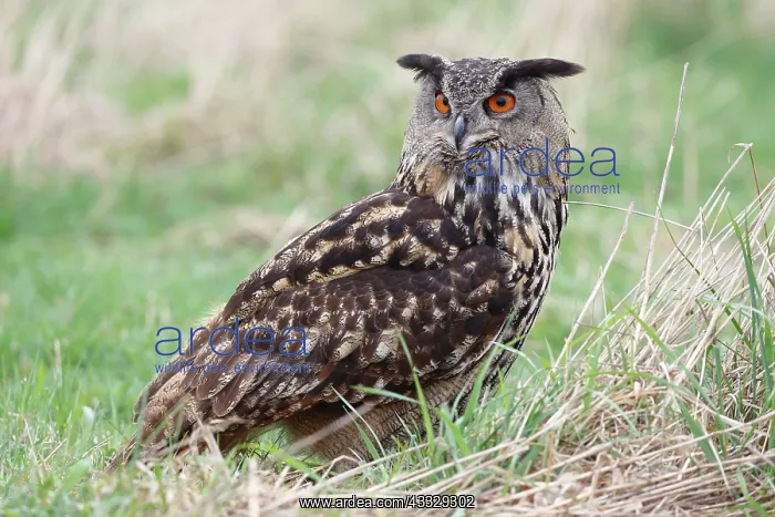 : Eurasian Eagle Owl : Eurasian Eagle Owl