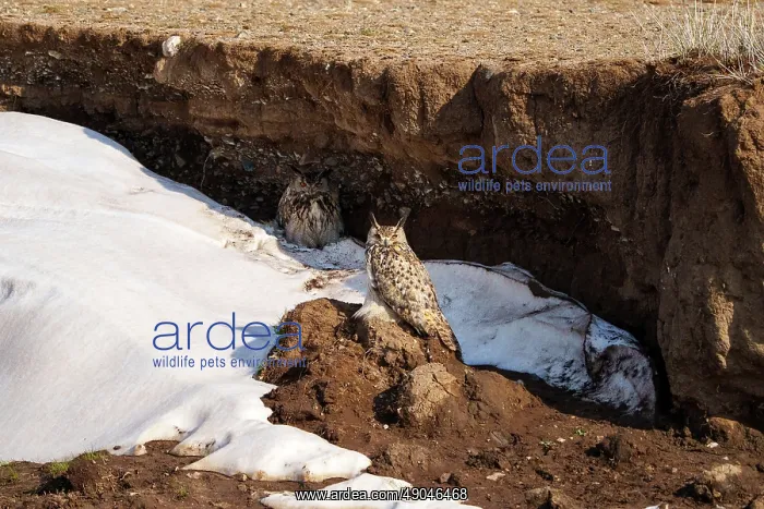 : EURASIAN EAGLE OWL : EURASIAN EAGLE OWL
