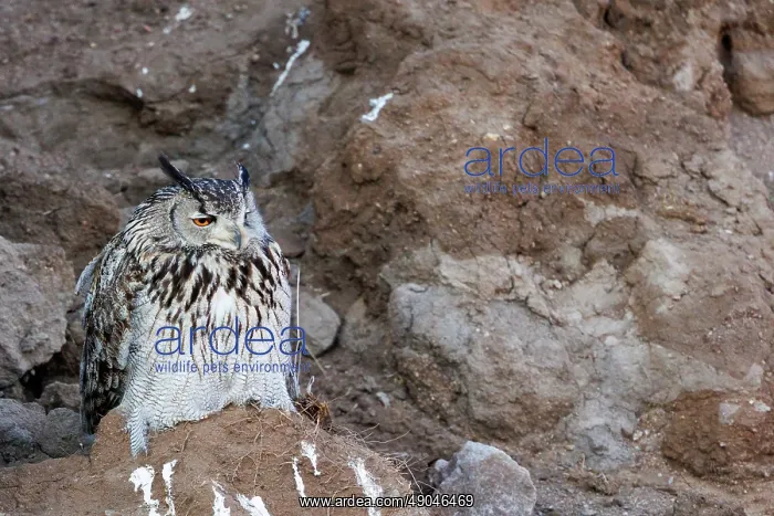 : EURASIAN EAGLE OWL : EURASIAN EAGLE OWL