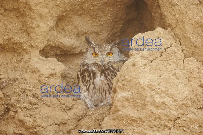  : EURASIAN EAGLE OWL