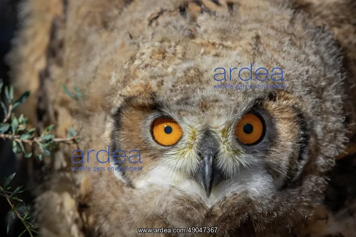 : EURASIAN EAGLE OWL : EURASIAN EAGLE OWL