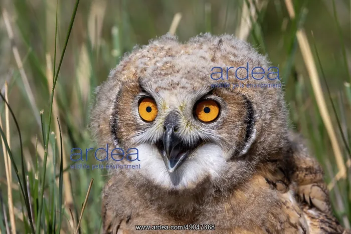 : EURASIAN EAGLE OWL : EURASIAN EAGLE OWL