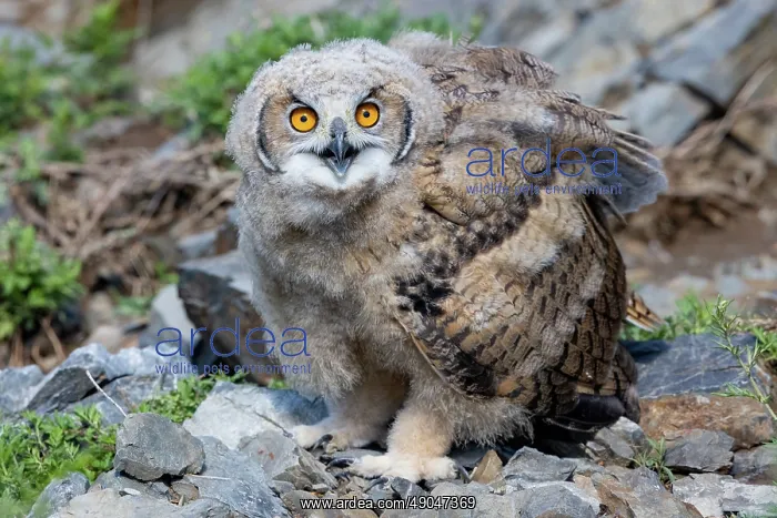 : EURASIAN EAGLE OWL : EURASIAN EAGLE OWL