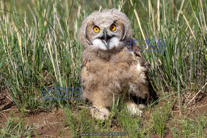  : EURASIAN EAGLE OWL