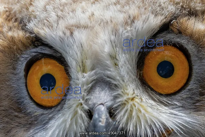 : EURASIAN EAGLE OWL : EURASIAN EAGLE OWL