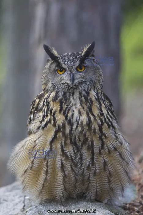  : Eurasian Eagle-Owl - adult owl - Sweden
