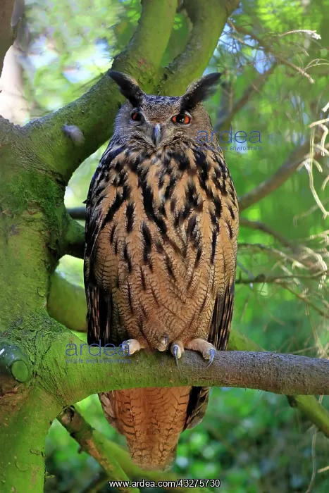 : Eurasian eagle-owl (Bubo bubo), adult perch, Rimavska : Eurasian eagle-owl (Bubo bubo), adult perch, Rimavska
