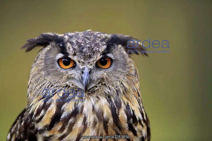 : Eurasian eagle-owl (Bubo bubo), adult, animal portrait : Eurasian eagle-owl (Bubo bubo), adult, animal portrait
