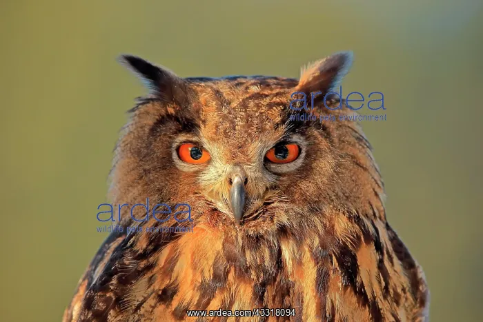 : Eurasian eagle-owl (Bubo bubo), adult, animal portrait : Eurasian eagle-owl (Bubo bubo), adult, animal portrait