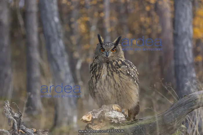 : One Eurasian Eagle Owl, Bubo bubo : One Eurasian Eagle Owl, Bubo bubo