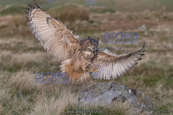 : Eurasian Eagle Owl (Bubo bubo) adult, flying, landing : Eurasian Eagle Owl (Bubo bubo) adult, flying, landing