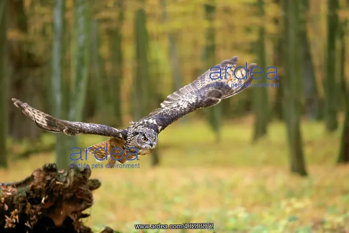  : Eurasian eagle-owl (Bubo bubo), adult, flies over