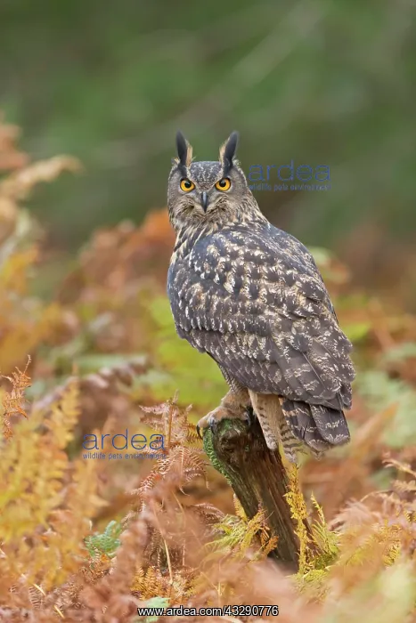 : Eurasian Eagle-owl (Bubo bubo) adult, perched on : Eurasian Eagle-owl (Bubo bubo) adult, perched on