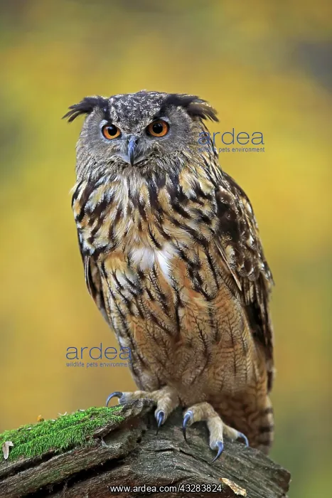 : Eurasian eagle-owl (Bubo bubo), adult, perching : Eurasian eagle-owl (Bubo bubo), adult, perching