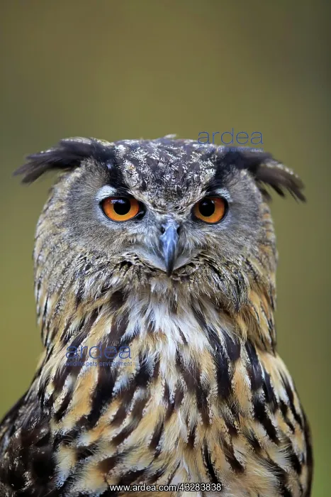 : Eurasian eagle-owl (Bubo bubo), adult, portrait : Eurasian eagle-owl (Bubo bubo), adult, portrait