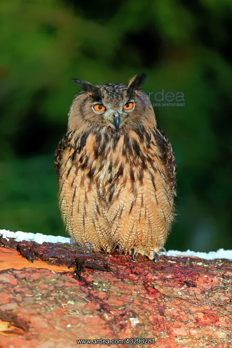 : Eurasian eagle-owl (Bubo bubo), adult, on tree : Eurasian eagle-owl (Bubo bubo), adult, on tree