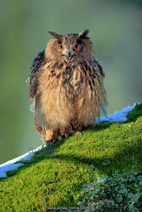 : Eurasian eagle-owl (Bubo bubo), adult, on tree : Eurasian eagle-owl (Bubo bubo), adult, on tree