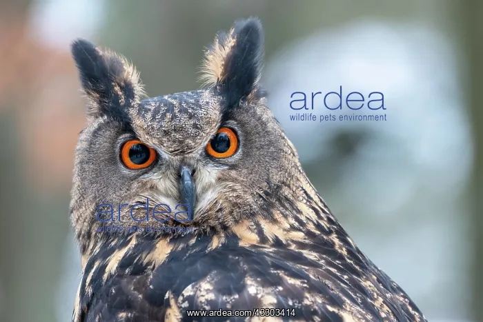: Eurasian eagle-owl (Bubo bubo), animal portrait : Eurasian eagle-owl (Bubo bubo), animal portrait