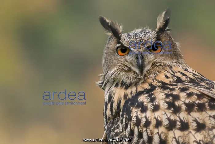 : Eurasian Eagle-Owl (Bubo bubo) captive : Eurasian Eagle-Owl (Bubo bubo) captive